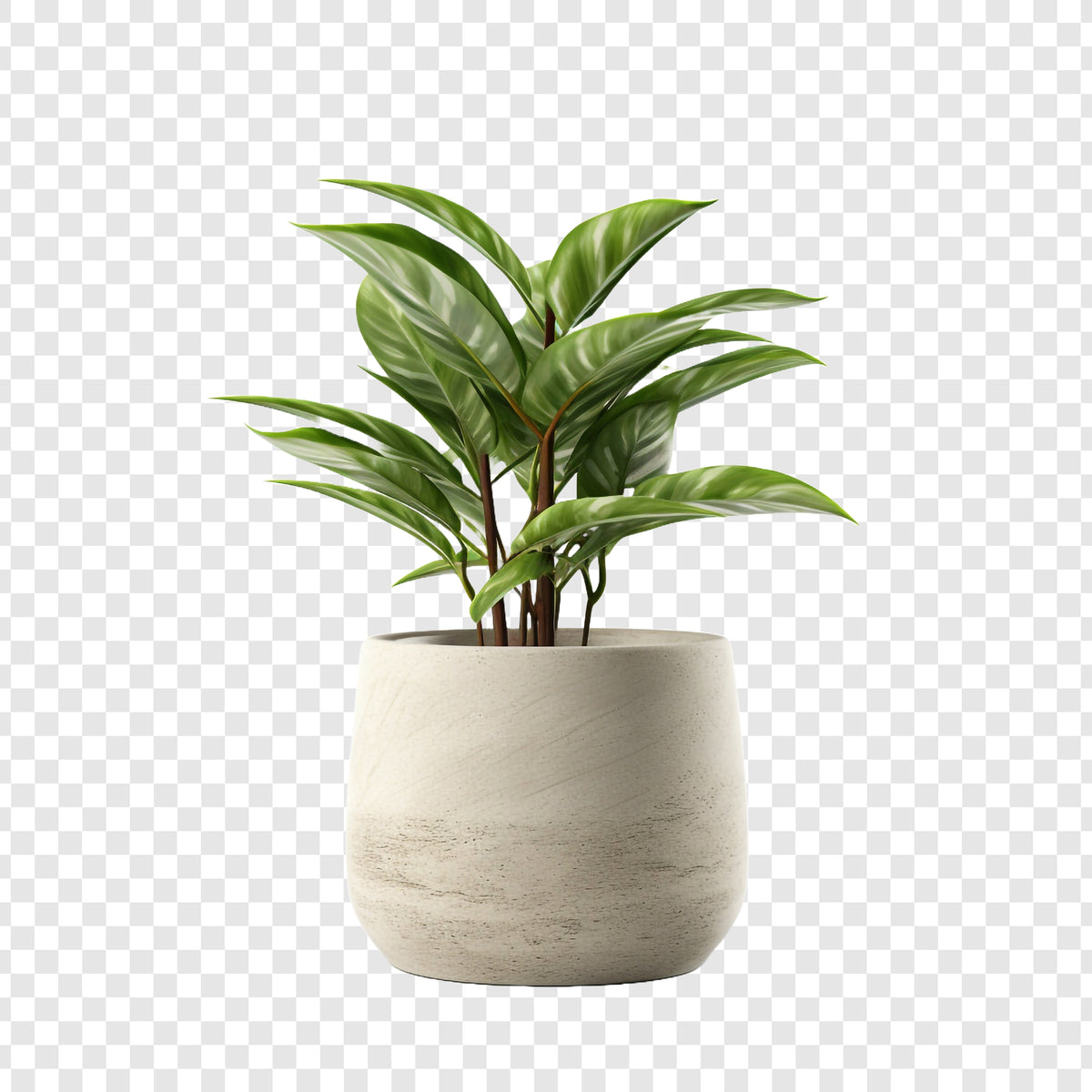 Plant